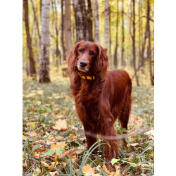 Ирландский сеттер, щенки с родословной кинологический центр алистэр