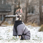 Ищете верного друга и компаньона для всей семьи?