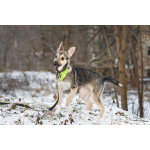 Ищете верного друга и компаньона для всей семьи?