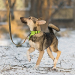 Ищете верного друга и компаньона для всей семьи?