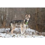 Ищете верного друга и компаньона для всей семьи?