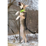 Ищете верного друга и компаньона для всей семьи?