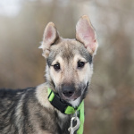 Ищете верного друга и компаньона для всей семьи?