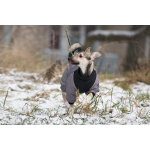 Ищете верного друга и компаньона для всей семьи?