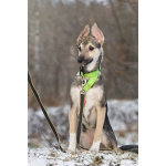 Ищете верного друга и компаньона для всей семьи?