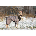 Ищете верного друга и компаньона для всей семьи?