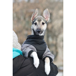 Ищете верного друга и компаньона для всей семьи?