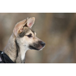 Ищете верного друга и компаньона для всей семьи?