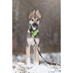 Ищете верного друга и компаньона для всей семьи?