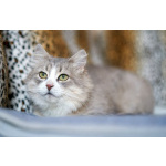 Отдам ласковую и спокойную кошечку Топу