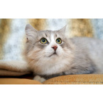 Отдам ласковую и спокойную кошечку Топу