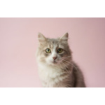 Отдам ласковую и спокойную кошечку Топу