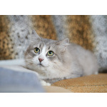 Отдам ласковую и спокойную кошечку Топу