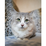 Отдам ласковую и спокойную кошечку Топу