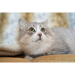 Отдам ласковую и спокойную кошечку Топу