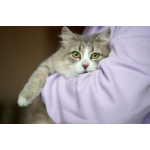 Отдам ласковую и спокойную кошечку Топу