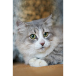 Отдам ласковую и спокойную кошечку Топу