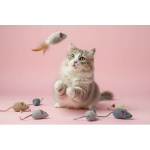 Отдам ласковую и спокойную кошечку Топу