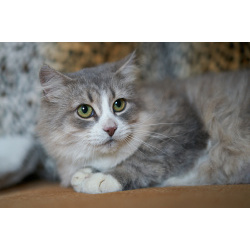 Отдам ласковую и спокойную кошечку Топу