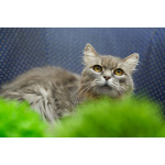 Очень ласковая и спокойная кошечка Дымка в дар