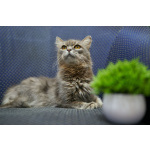 Очень ласковая и спокойная кошечка Дымка в дар