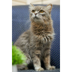 Очень ласковая и спокойная кошечка Дымка в дар