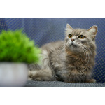 Очень ласковая и спокойная кошечка Дымка в дар