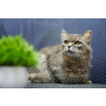 Очень ласковая и спокойная кошечка Дымка в дар