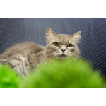 Очень ласковая и спокойная кошечка Дымка в дар