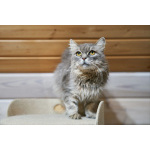 Очень ласковая и спокойная кошечка Дымка в дар