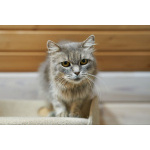 Очень ласковая и спокойная кошечка Дымка в дар