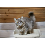 Очень ласковая и спокойная кошечка Дымка в дар