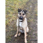 Ищем любящий дом для Бури – нежной и ласковой девочки, которая очень нуждается в семье!