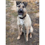 Ищем любящий дом для Бури – нежной и ласковой девочки, которая очень нуждается в семье!