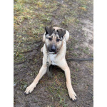 Ищем любящий дом для Бури – нежной и ласковой девочки, которая очень нуждается в семье!