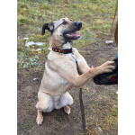 Ищем любящий дом для Бури – нежной и ласковой девочки, которая очень нуждается в семье!