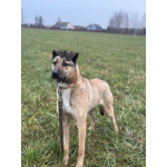 Ищем любящий дом для Бури – нежной и ласковой девочки, которая очень нуждается в семье!