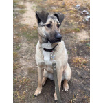 Ищем любящий дом для Бури – нежной и ласковой девочки, которая очень нуждается в семье!