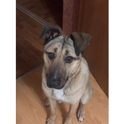 Ищем любящий дом для Бури – нежной и ласковой девочки, которая очень нуждается в семье!