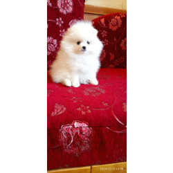 Белоснежный пушистый щенок мальчик померанский шпиц с документами