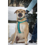 Чудесная Барабулька ищет дом и любящую семью!