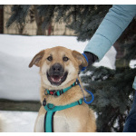 Чудесная Барабулька ищет дом и любящую семью!