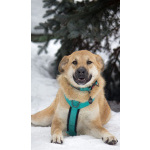 Чудесная Барабулька ищет дом и любящую семью!