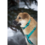 Чудесная Барабулька ищет дом и любящую семью!