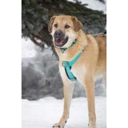 Чудесная Барабулька ищет дом и любящую семью!