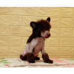 Щенки КХС самого редкого шоколадного окраса