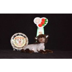 Щенки КХС самого редкого шоколадного окраса