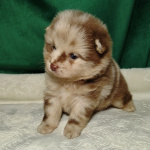 Потрясающие щенки померанского шпица: магия окраса мерле!