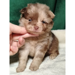 Потрясающие щенки померанского шпица: магия окраса мерле!