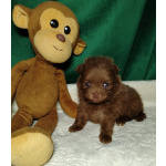 Потрясающие щенки померанского шпица: магия окраса мерле!